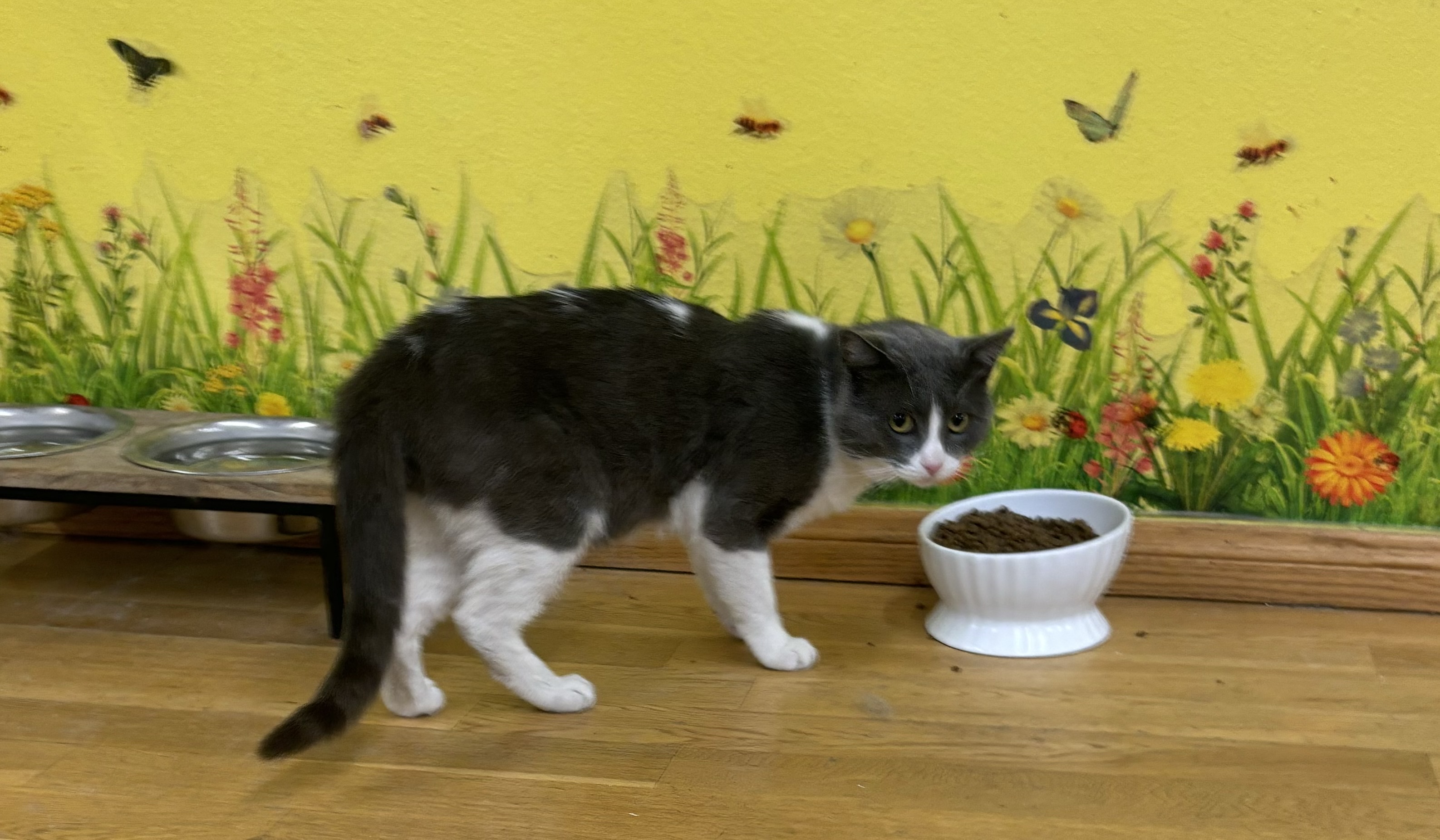 Enlarge Oscar, a Adoptable Domestic Short Hair in Whittier, CA image 4/6