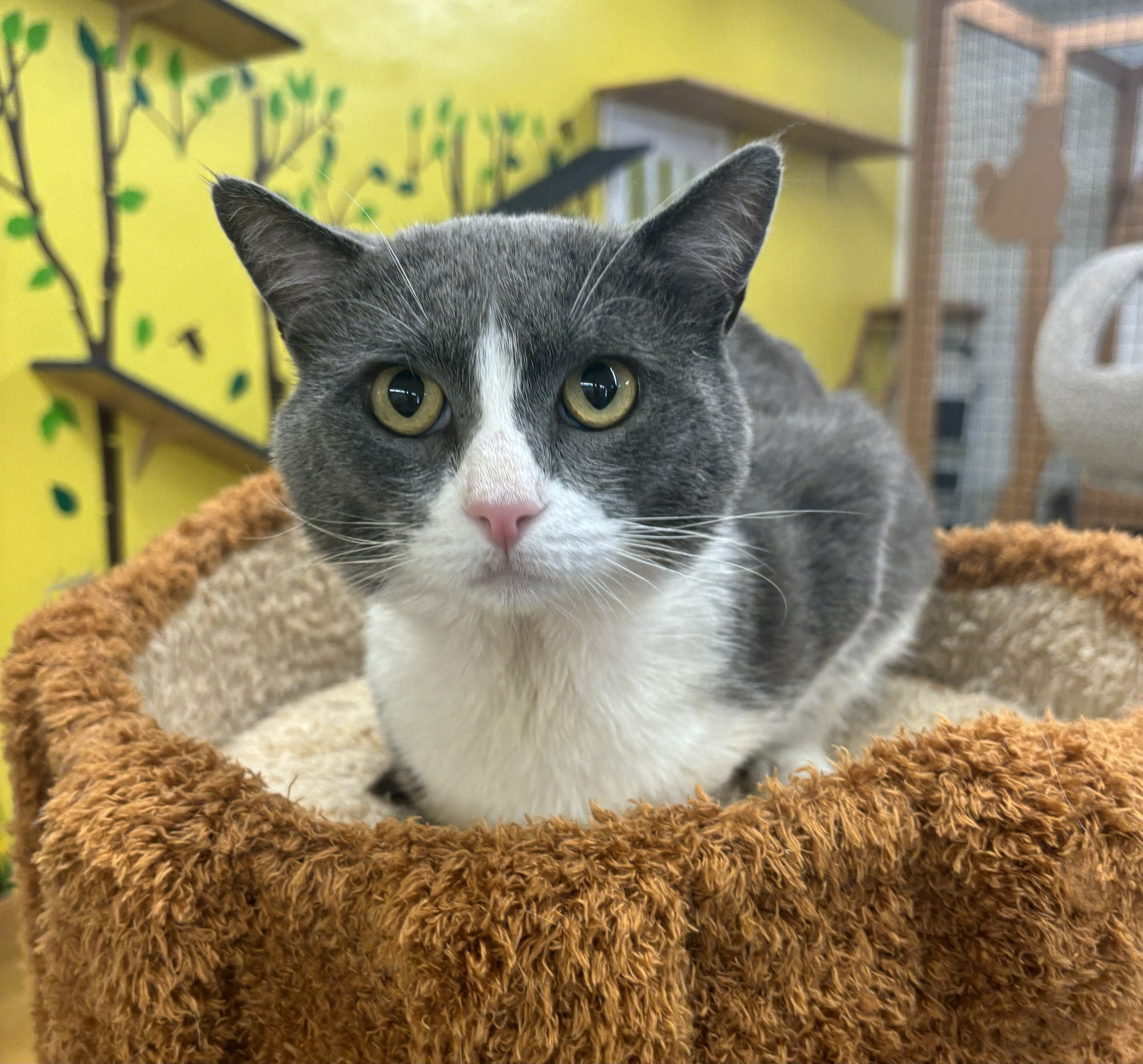 Enlarge Oscar, a Adoptable Domestic Short Hair in Whittier, CA image 5/6