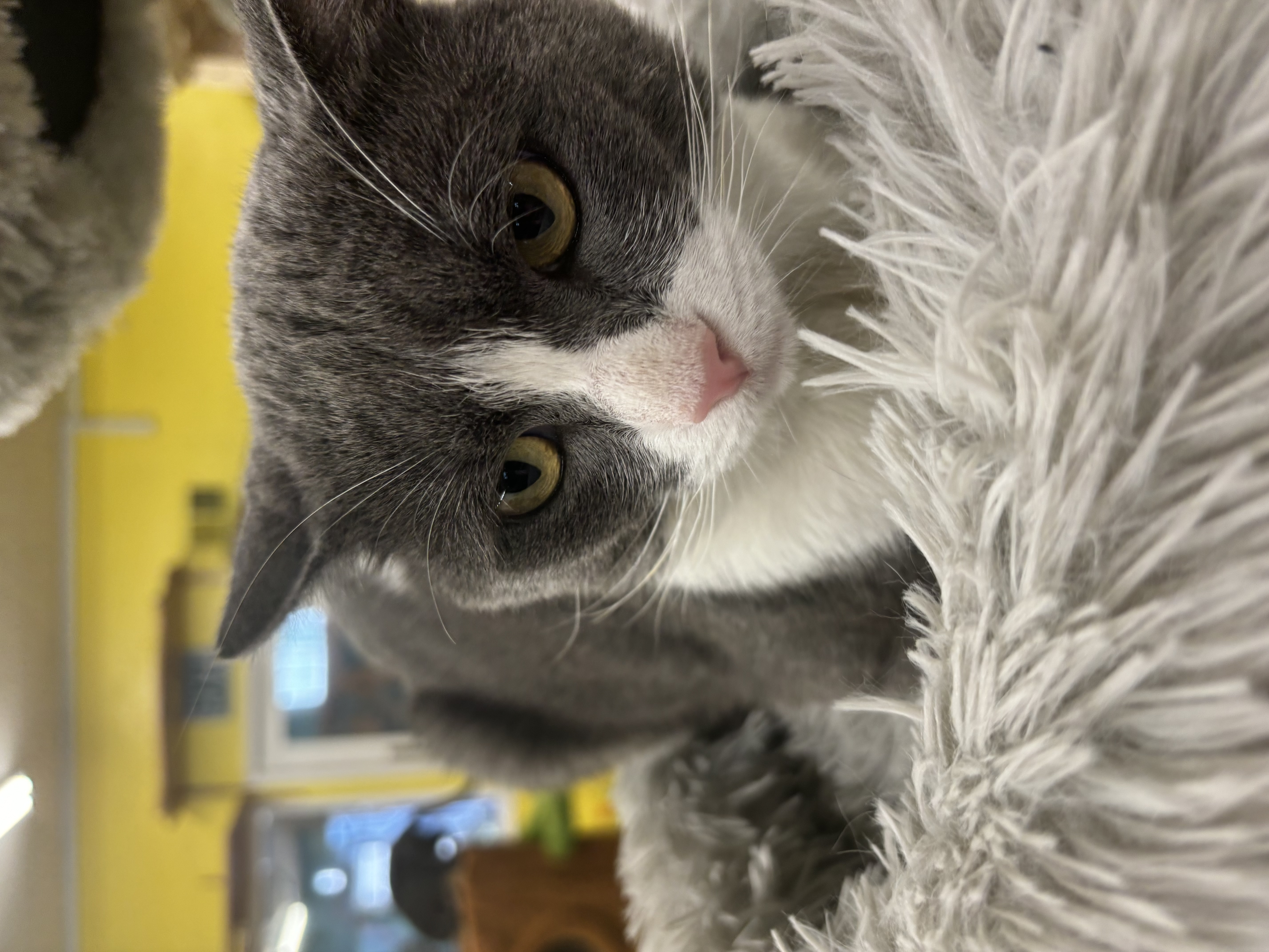 Enlarge Oscar, a Adoptable Domestic Short Hair in Whittier, CA image 6/6