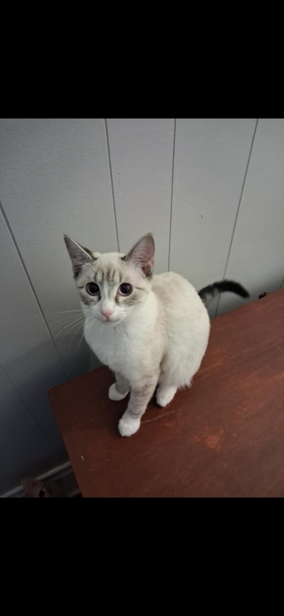 Ivy, Adoptable, Young Female Siamese.