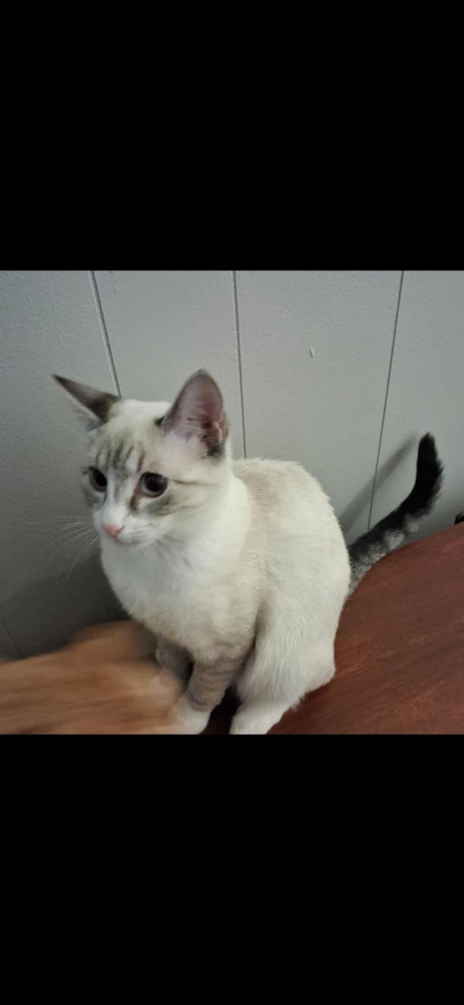 Ivy, a Adoptable Siamese in Conover, NC image 2/2