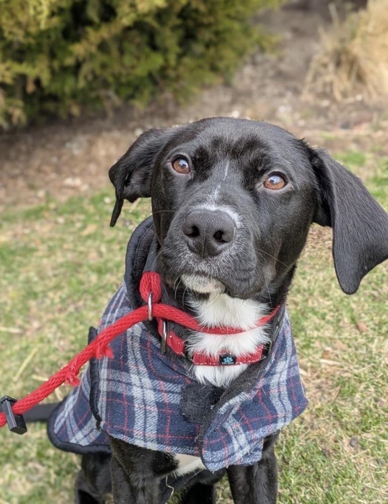 Enlarge Courte, a Adoptable mixed breed in Boston, MA image 1/6