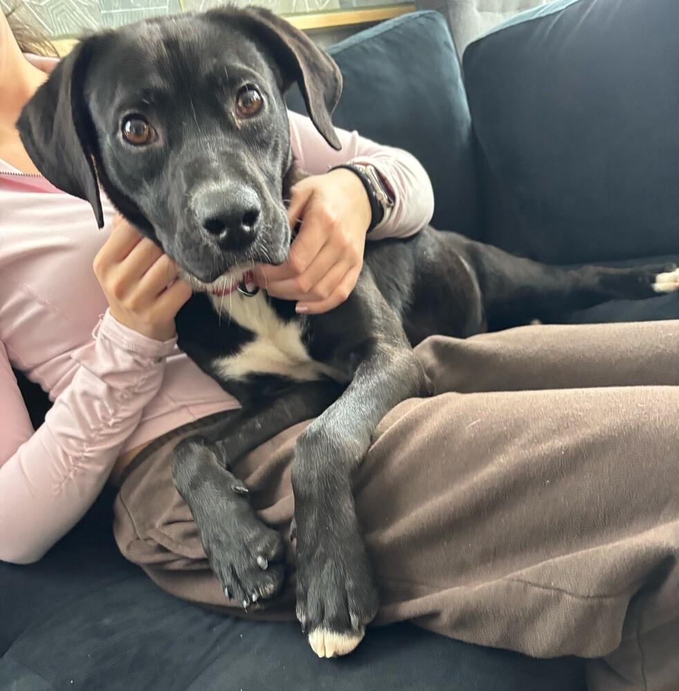 Enlarge Courte, a Adoptable mixed breed in Boston, MA image 1/6