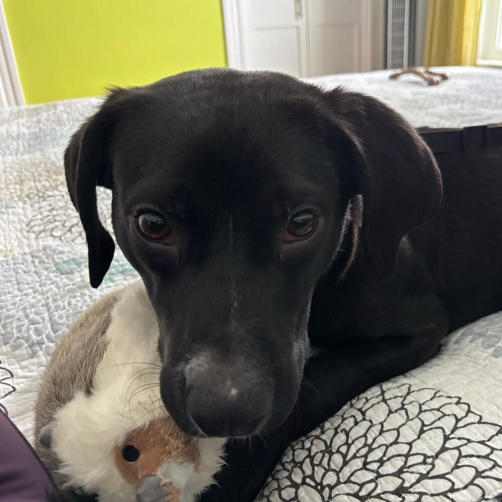 Enlarge Courte, a Adoptable mixed breed in Boston, MA image 2/6