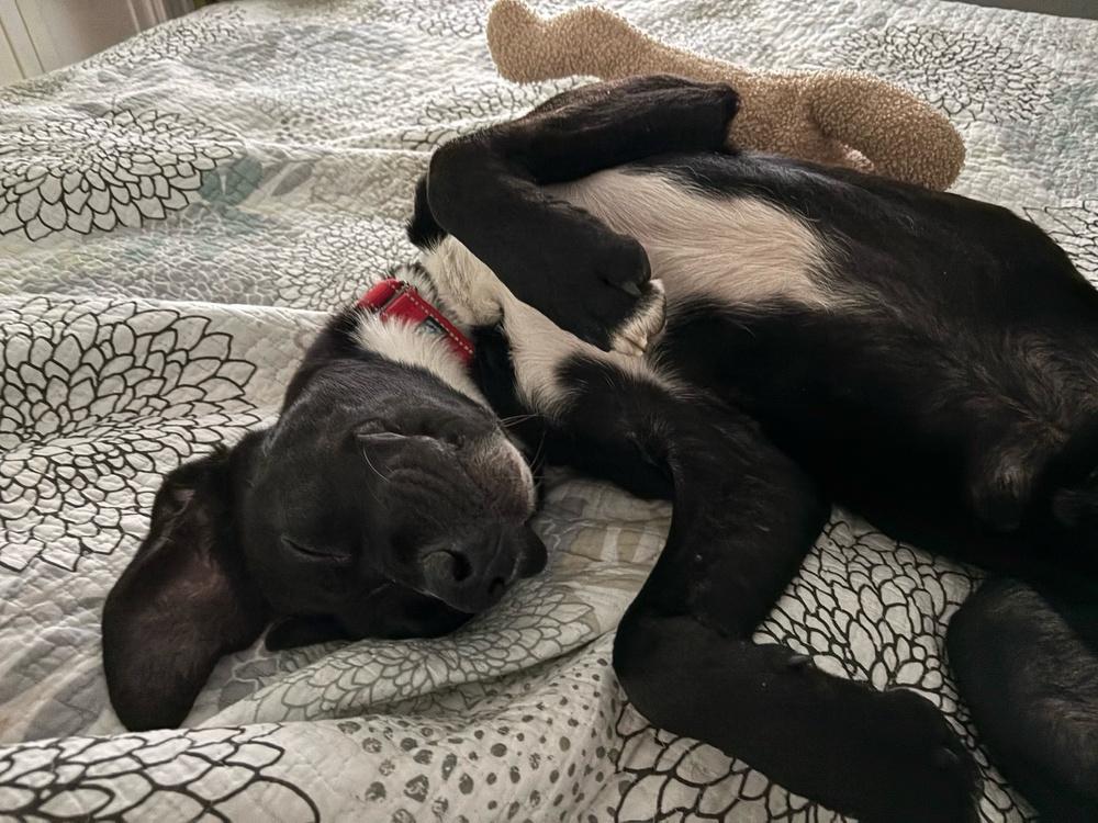 Enlarge Courte, a Adoptable mixed breed in Boston, MA image 2/6