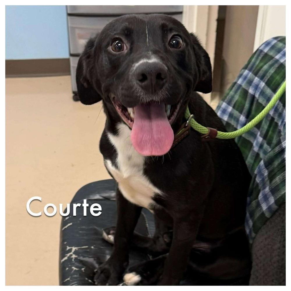 Enlarge Courte, a Adoptable mixed breed in Boston, MA image 3/6