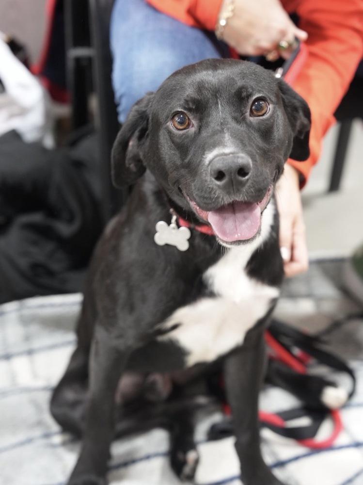 Courte — thumbnail 5