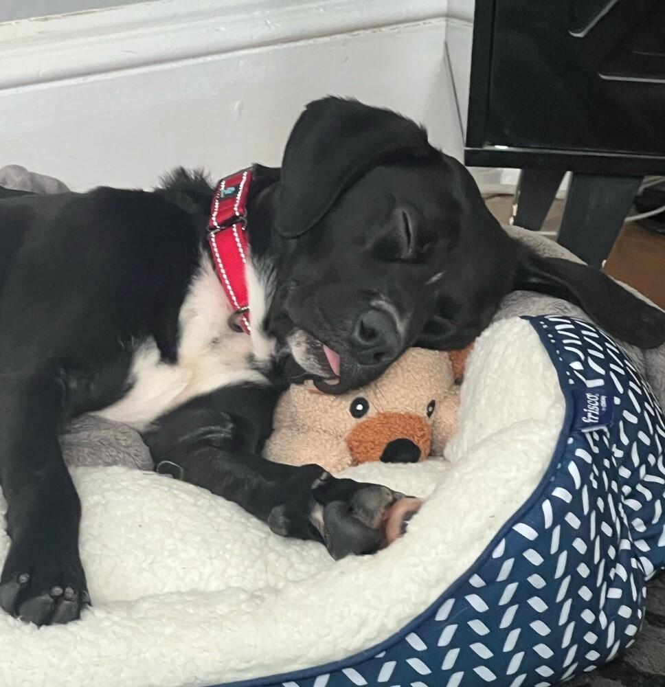 Enlarge Courte, a Adoptable mixed breed in Boston, MA image 5/6