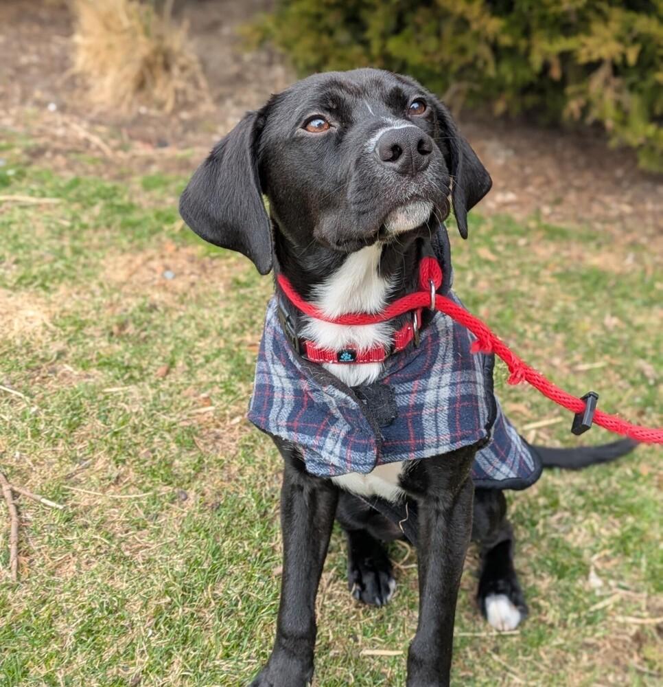 Enlarge Courte, a Adoptable mixed breed in Boston, MA image 6/6