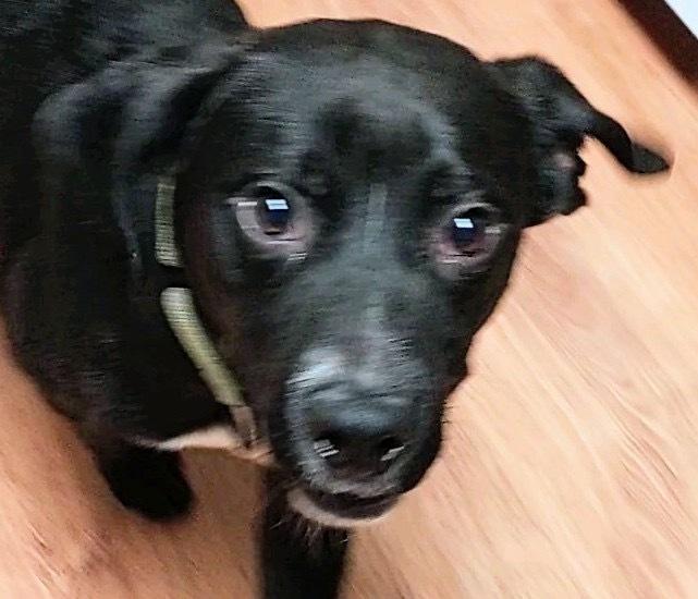 Enlarge Courte, a Adoptable mixed breed in Boston, MA image 5/6