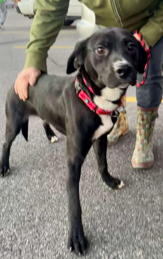 Enlarge Courte, a Adoptable mixed breed in Boston, MA image 6/6