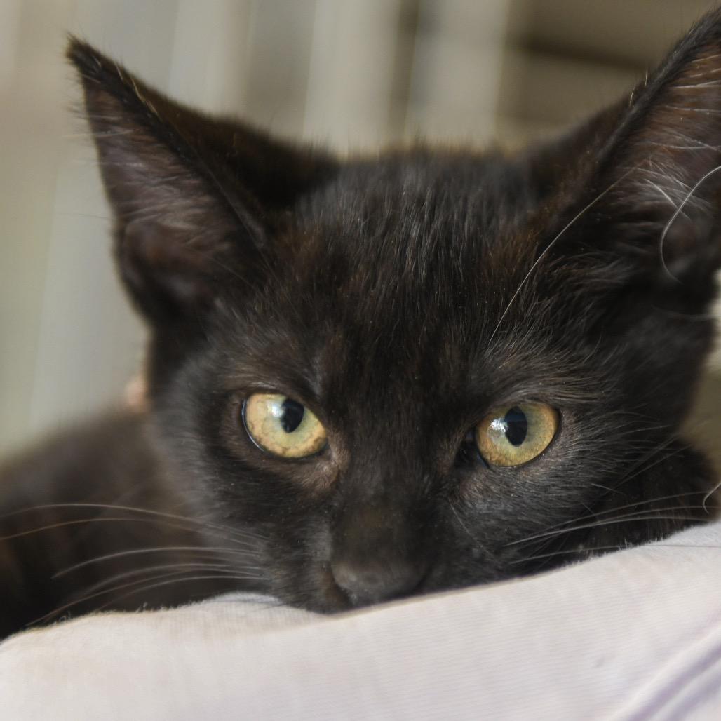 Kyoshi (green collar), Adoptable, Kitten Female Domestic Short Hair.