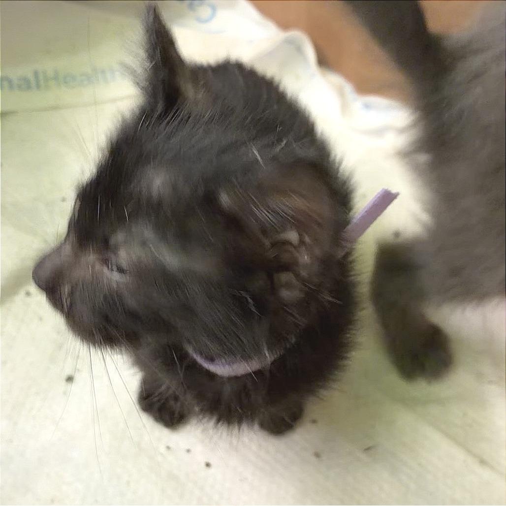 Enlarge Kyoshi (green collar), a Adoptable Domestic Short Hair in Redwood City, CA image 2/3