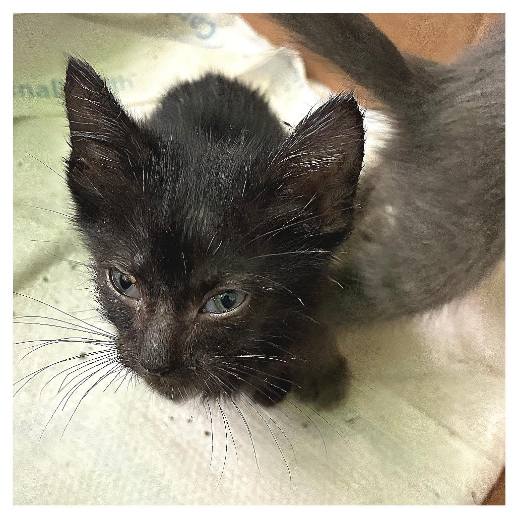 Enlarge Kyoshi (green collar), a Adoptable Domestic Short Hair in Redwood City, CA image 3/3