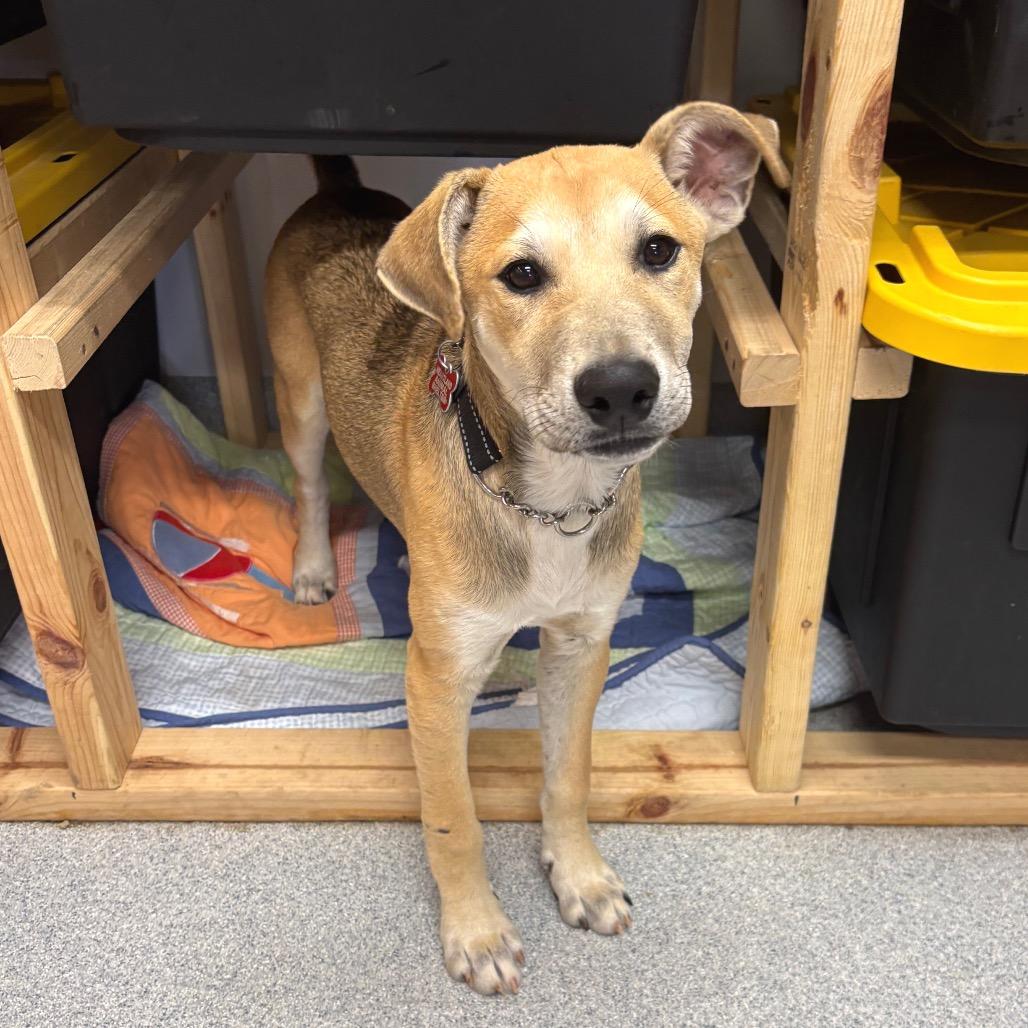 Barnes, Adoptable, Young Male Mixed Breed.