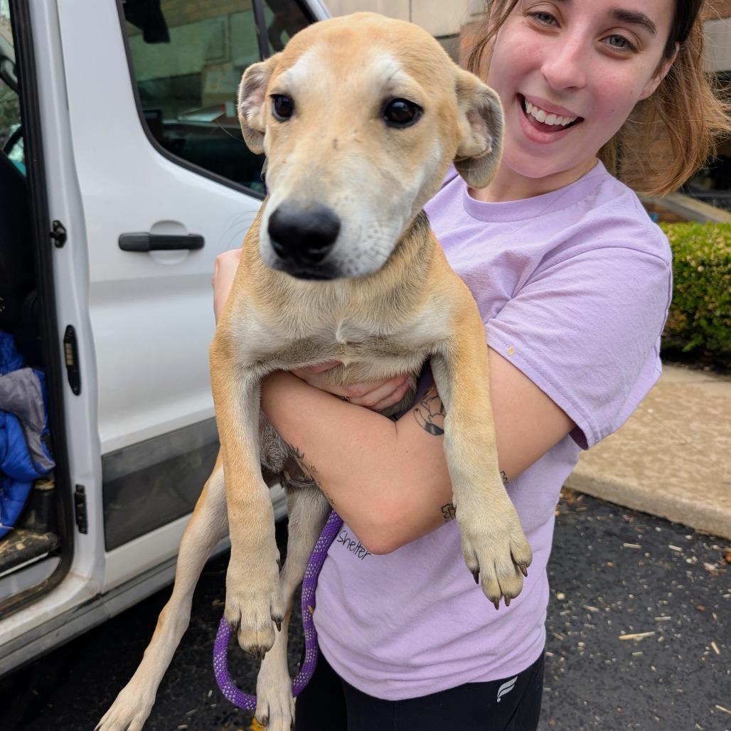 Barnes, a Adoptable Mixed Breed in Wheeling, IL image 2/5