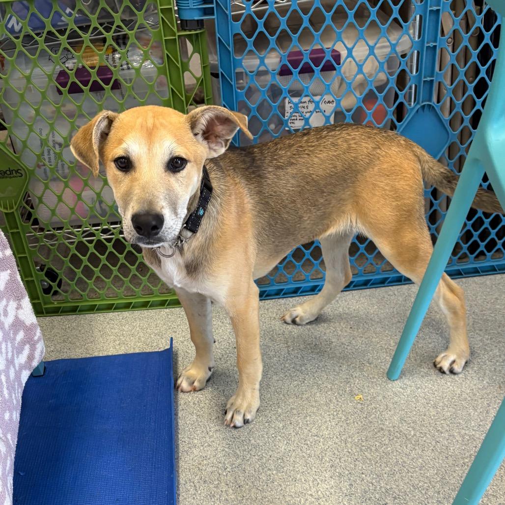 Barnes, a Adoptable Mixed Breed in Wheeling, IL image 4/5