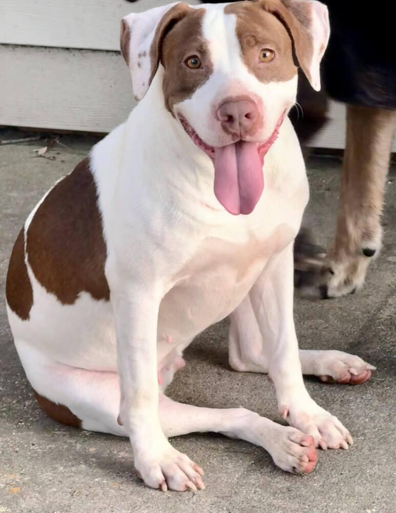 Enlarge Peaches, a Adoptable Mixed Breed in Scott, LA image 1/6