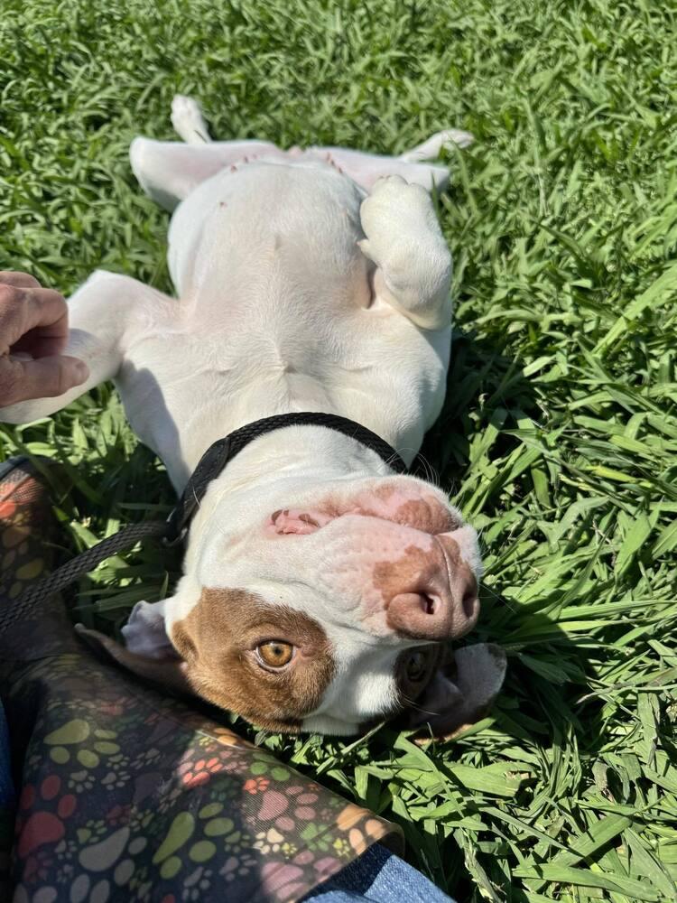 Enlarge Peaches, a Adoptable Mixed Breed in Scott, LA image 2/6