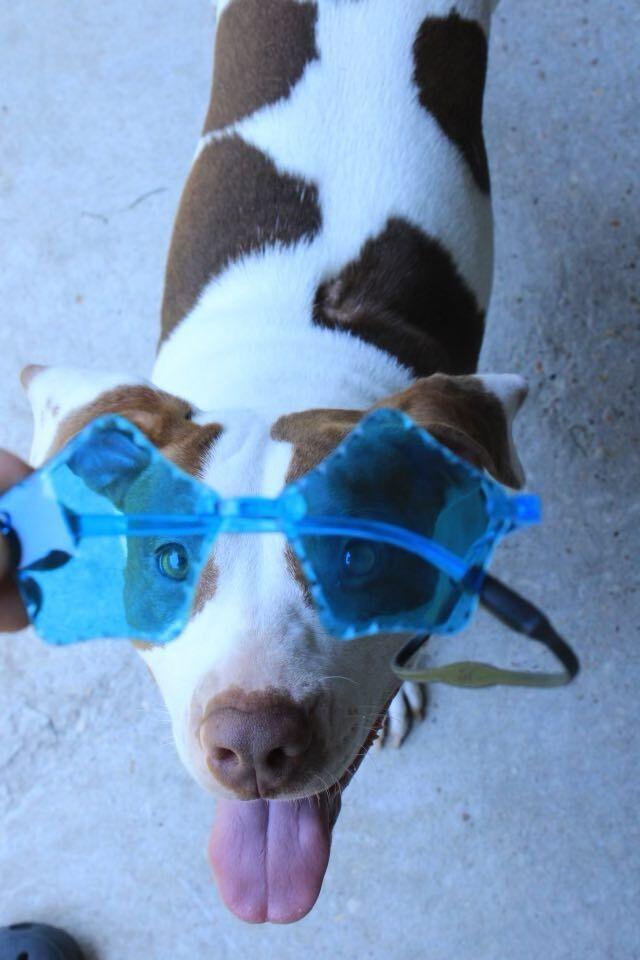 Enlarge Peaches, a Adoptable Mixed Breed in Scott, LA image 3/6