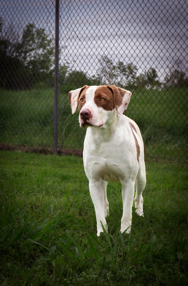 Enlarge Peaches, a Adoptable Mixed Breed in Scott, LA image 4/6