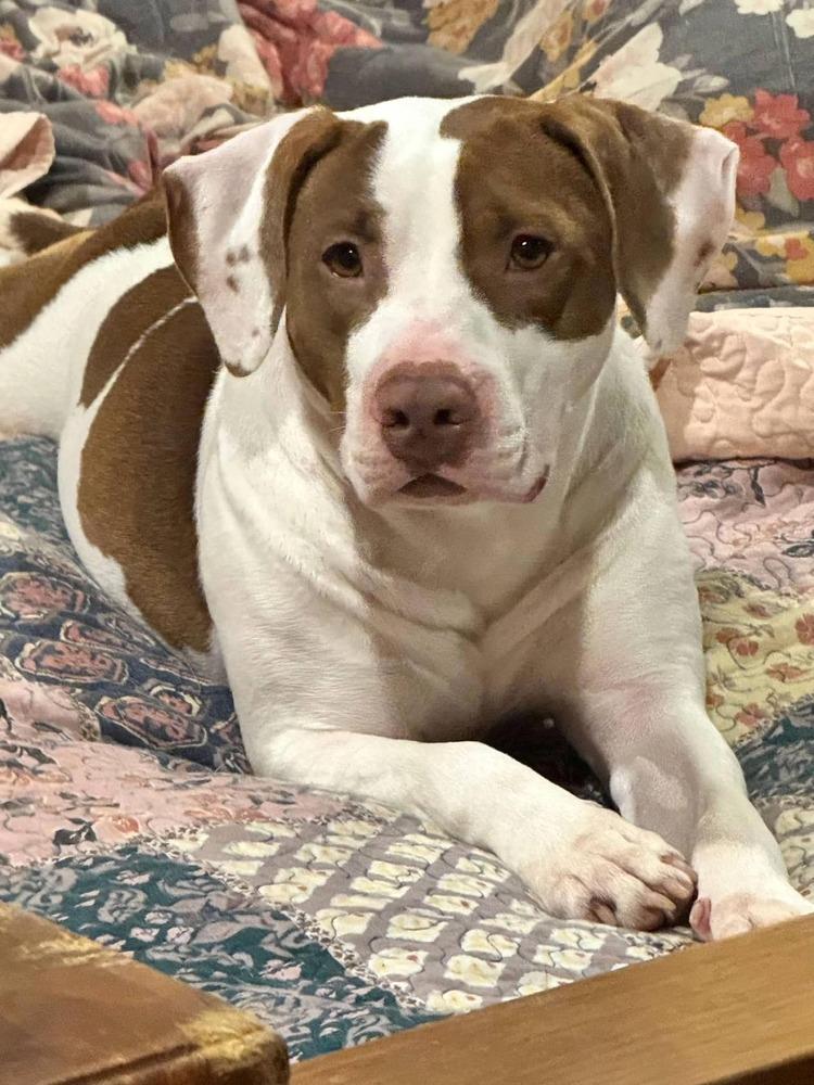 Enlarge Peaches, a Adoptable Mixed Breed in Scott, LA image 6/6