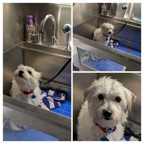 Travis Meyer, Adoptable, Young Male Terrier & Mixed Breed.