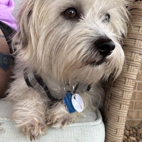 Enlarge Travis Meyer, a Adoptable mixed breed in Broken Arrow, OK image 2/6