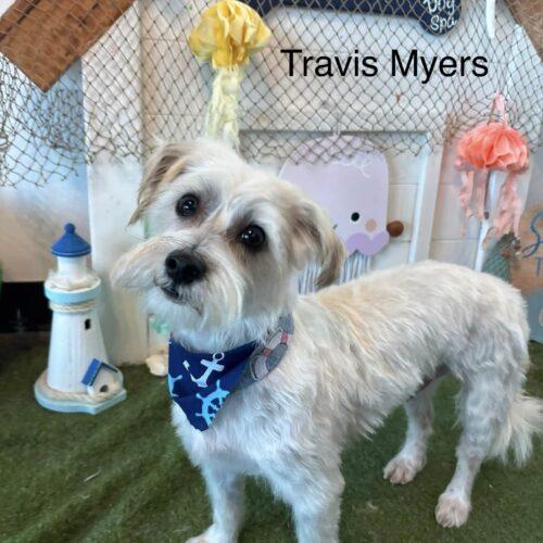 Enlarge Travis Meyer, a Adoptable mixed breed in Broken Arrow, OK image 3/6