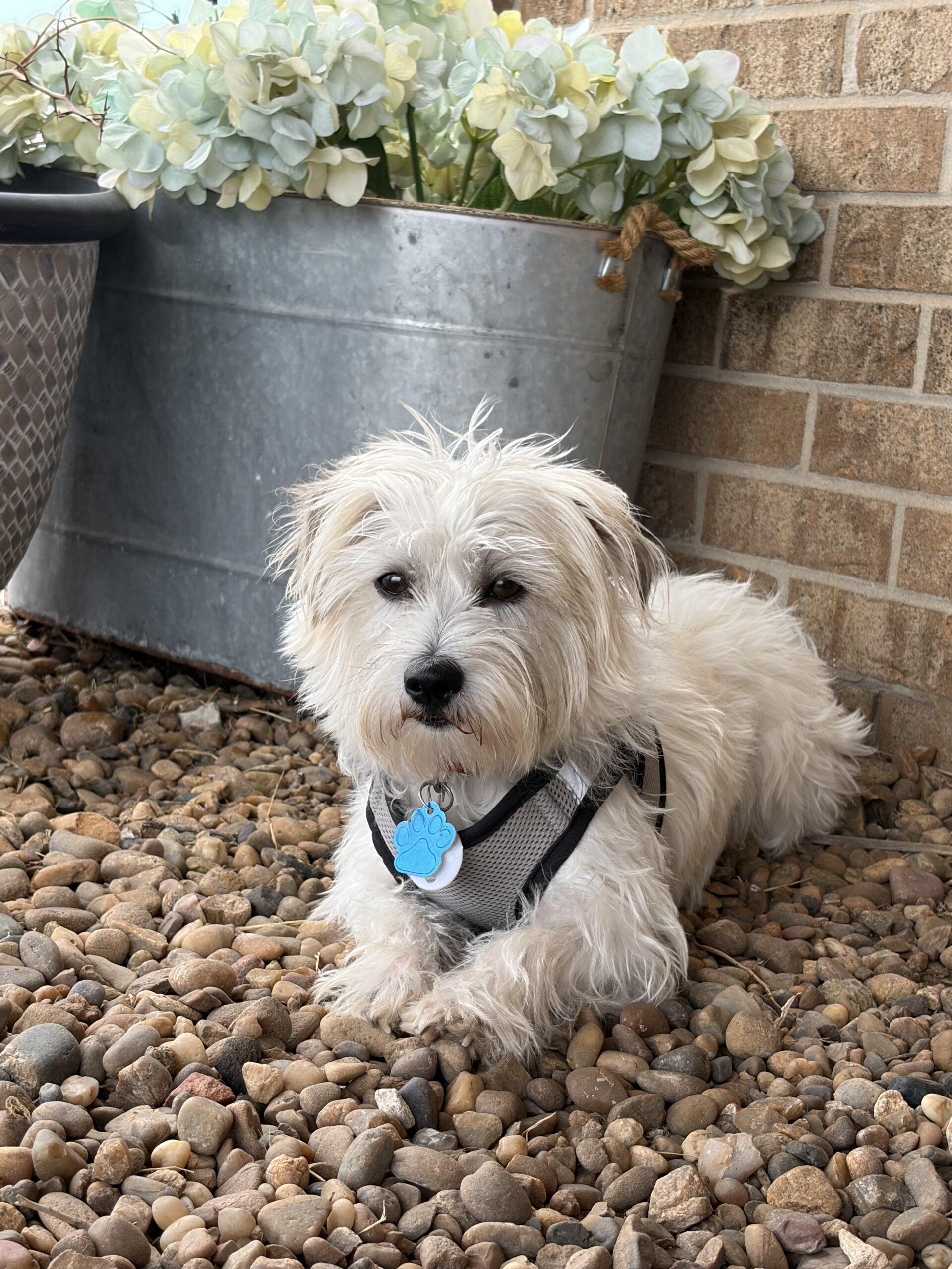 Enlarge Travis Meyer, a Adoptable mixed breed in Broken Arrow, OK image 4/6