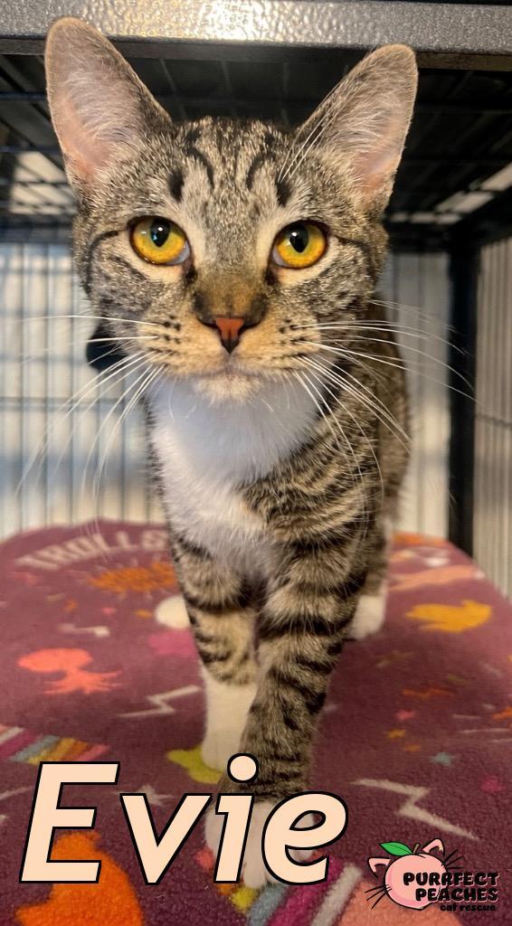 Evie, Adoptable, Kitten Female Domestic Short Hair.