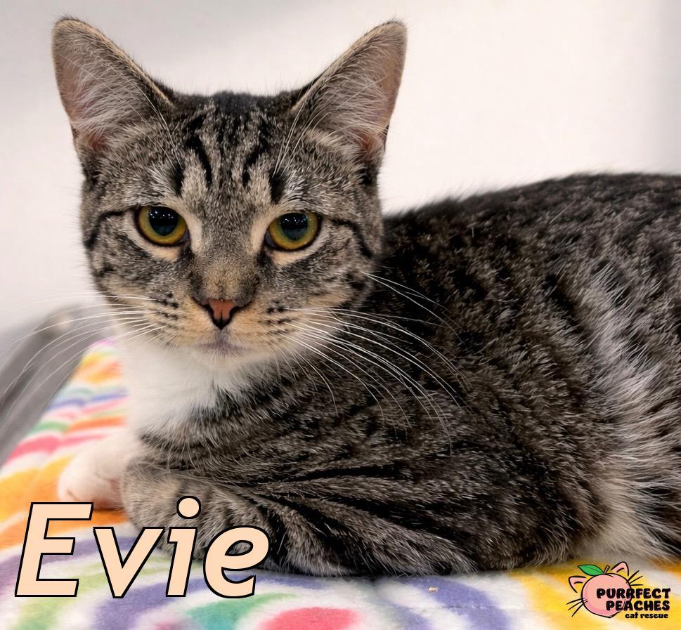 Evie, a Adoptable mixed breed in Douglasville, GA image 3/3