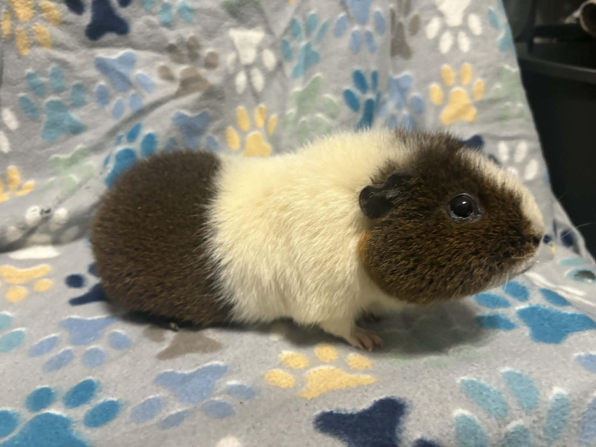 Potato, Adoptable, Senior Female Guinea Pig & Teddy.
