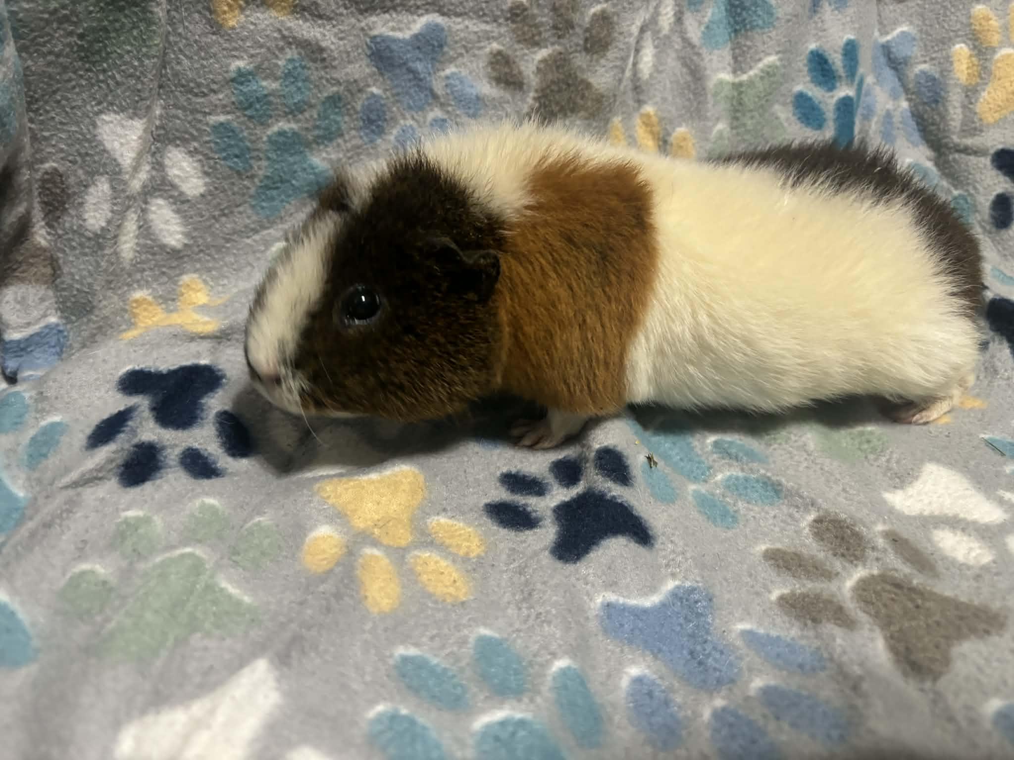 Potato, a Adoptable mixed breed in Union, NJ image 3/5