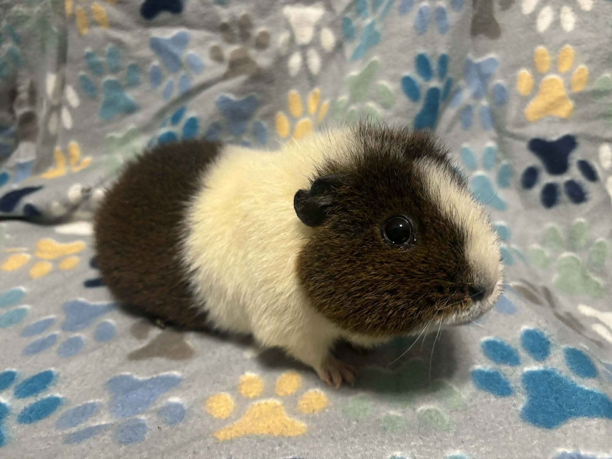 Potato, a Adoptable mixed breed in Union, NJ image 4/5