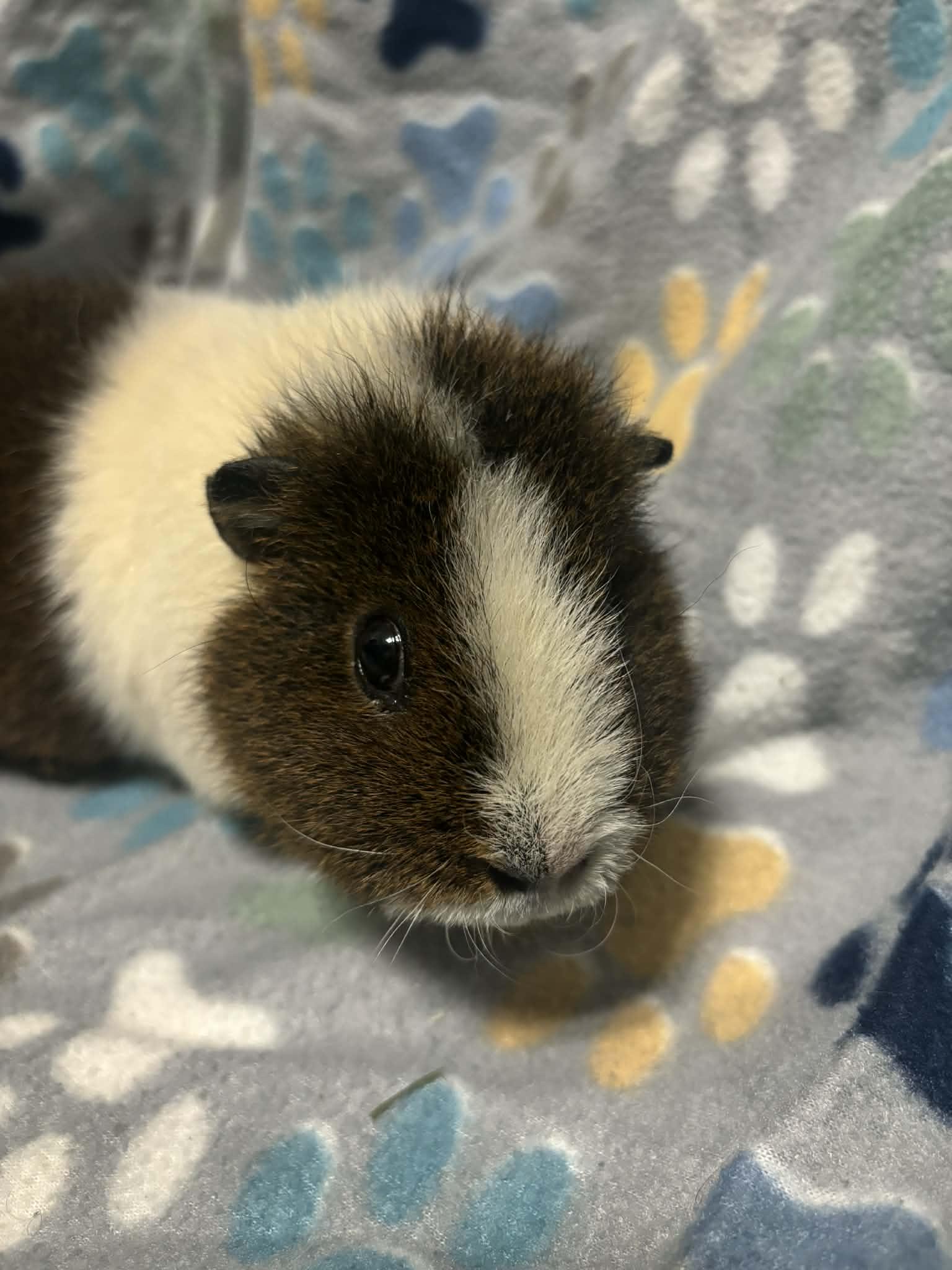 Potato, a Adoptable mixed breed in Union, NJ image 5/5