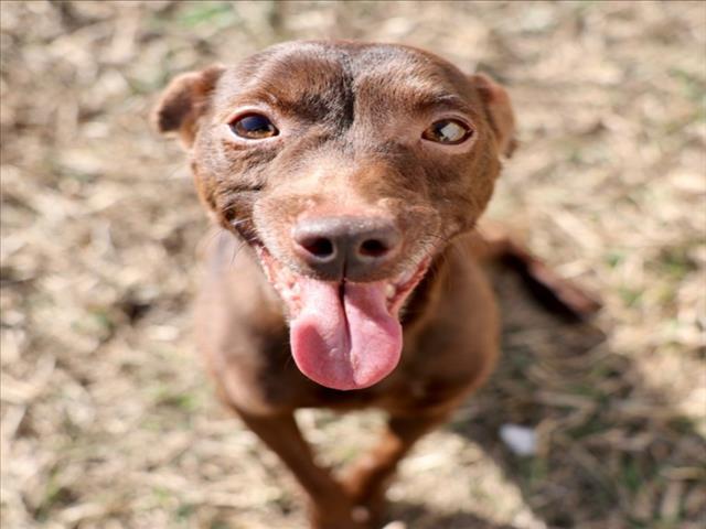 TITUS, Adoptable, Adult Male Patterdale Terrier / Fell Terrier.