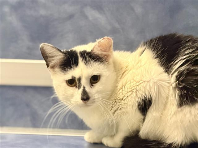 WENDY, Adoptable, Young Female Domestic Short Hair.