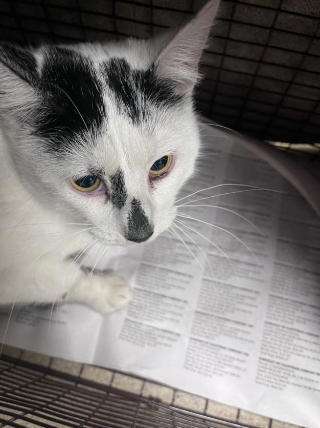 WENDY, Adoptable, Young Female Domestic Short Hair.