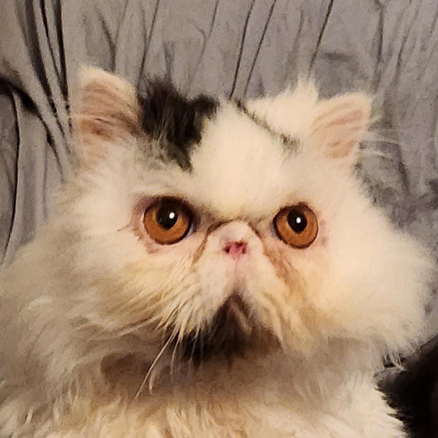 RAJAH, a Adoptable Persian in Warr Acres, OK image 2/5