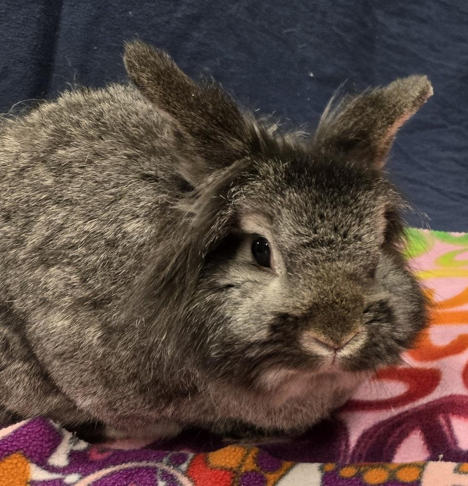 Enlarge Mimi, a Adoptable mixed breed in Westford, MA image 1/6