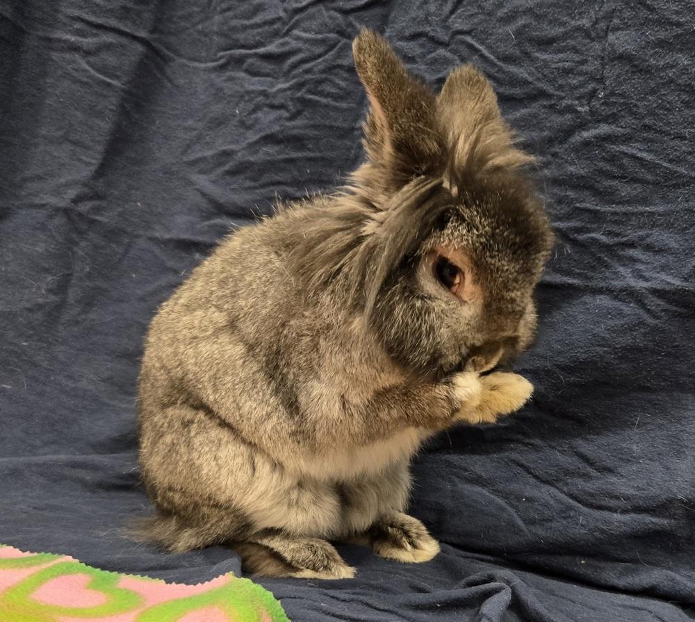 Enlarge Mimi, a Adoptable mixed breed in Westford, MA image 2/6