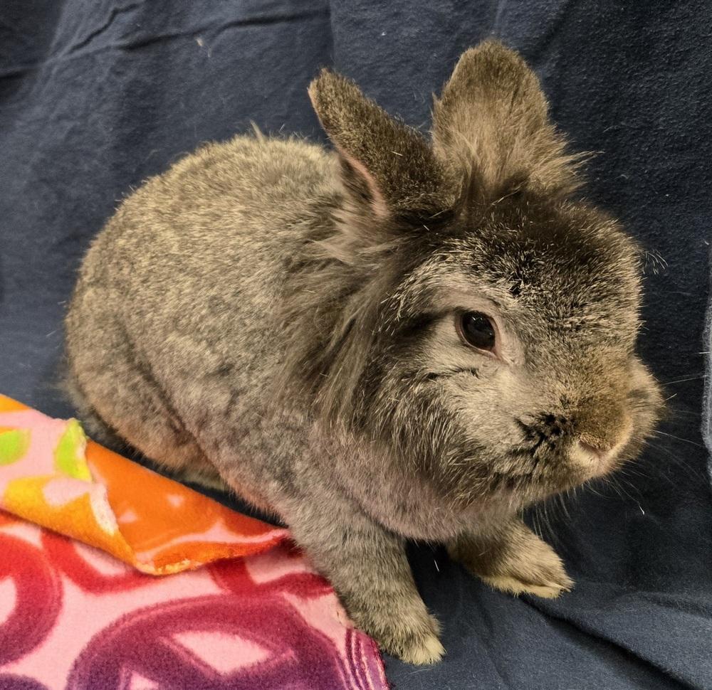 Enlarge Mimi, a Adoptable mixed breed in Westford, MA image 5/6