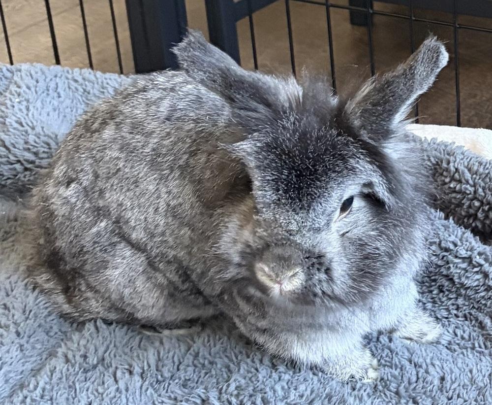 Enlarge Mimi, a Adoptable mixed breed in Westford, MA image 6/6