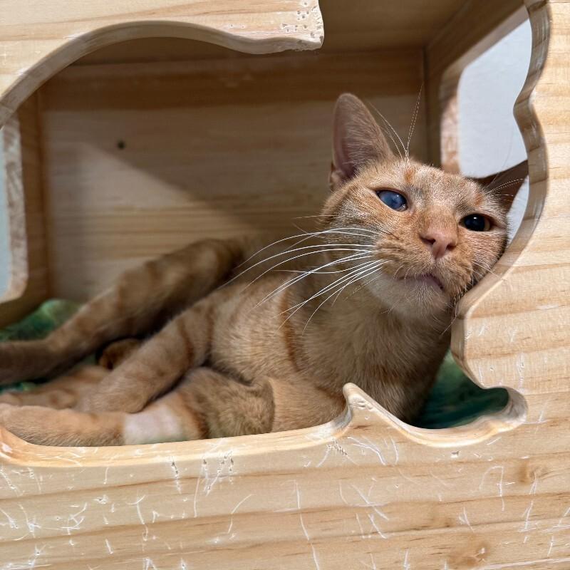 Lemming, a Adoptable Domestic Short Hair in Westminster, CO image 1/6