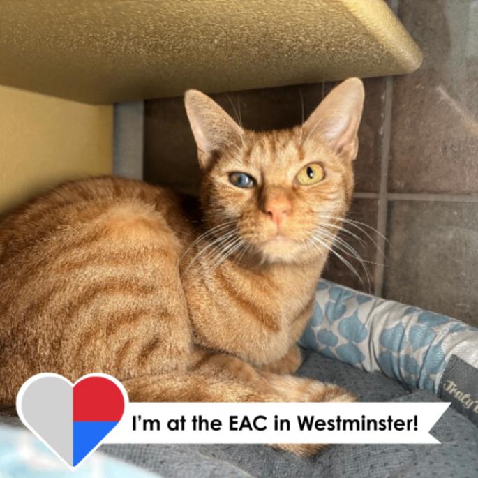 Lemming, a Adoptable Domestic Short Hair in Westminster, CO image 3/6