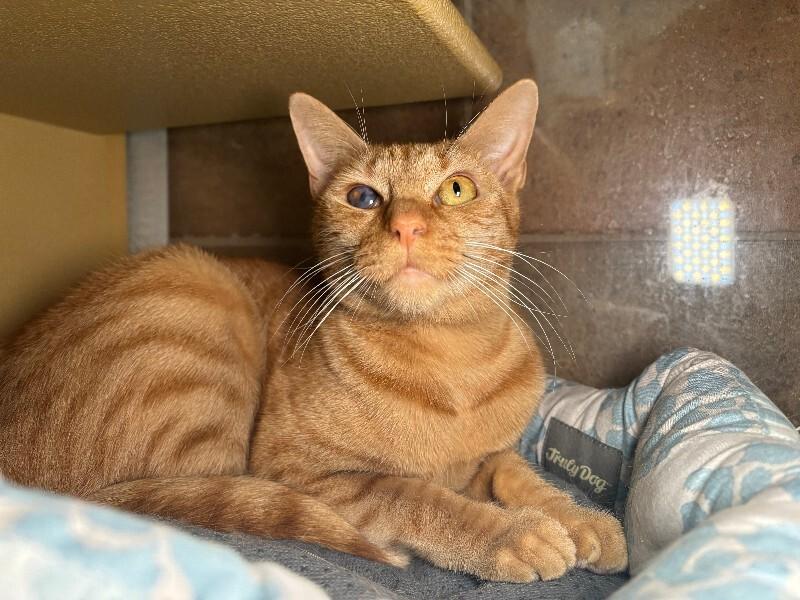 Lemming, a Adoptable Domestic Short Hair in Westminster, CO image 5/6