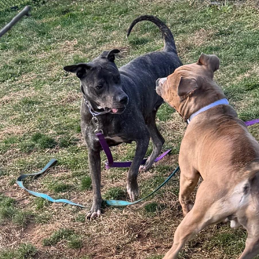 Roxy, Adoptable, Adult Female Bull Terrier & Mastiff.