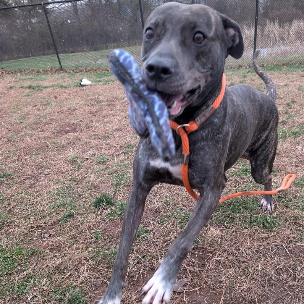 Enlarge Roxy, a Adoptable mixed breed in York, PA image 2/6