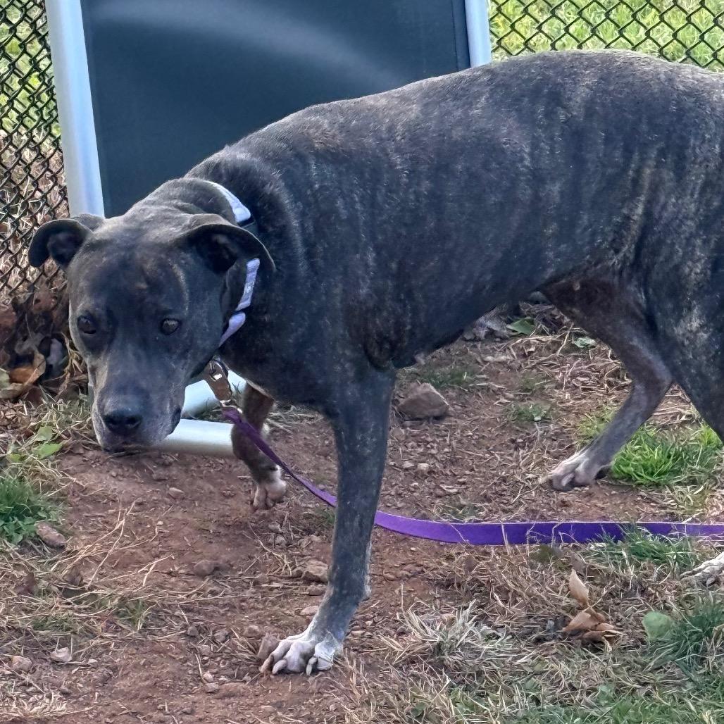 Enlarge Roxy, a Adoptable mixed breed in York, PA image 3/6